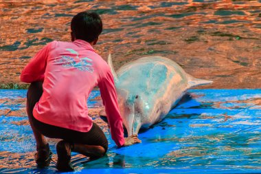 Chanthaburi, Tayland - 5 Mayıs 2015: Oasis Sea World, Chanthaburi, Tayland Tayland fantastik Dolphinarium yüzme havuzunda gösterilerinde atlama yunus eğitmeni öğretiyor.