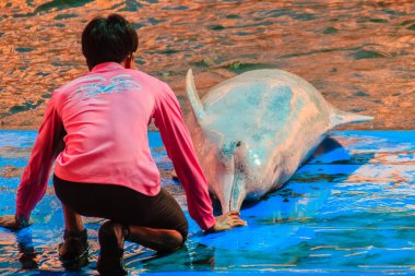 Chanthaburi, Tayland - 5 Mayıs 2015: Oasis Sea World, Chanthaburi, Tayland Tayland fantastik Dolphinarium yüzme havuzunda gösterilerinde atlama yunus eğitmeni öğretiyor.