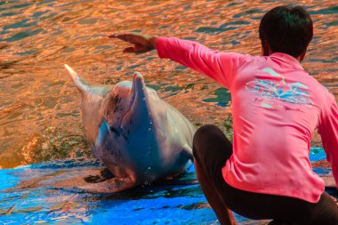 Chanthaburi, Tayland - 5 Mayıs 2015: Eğitmen atlama için yunus öğretiyor ve masaj Oasis Sea World, Chanthaburi, Tayland Tayland fantastik Dolphinarium yüzme havuzunda gösterir.