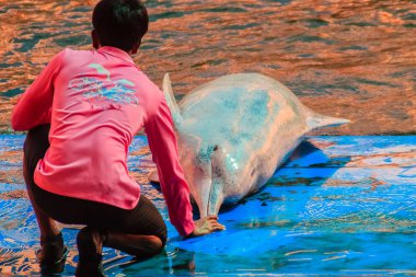 Chanthaburi, Tayland - 5 Mayıs 2015: Eğitmen atlama için yunus öğretiyor ve masaj Oasis Sea World, Chanthaburi, Tayland Tayland fantastik Dolphinarium yüzme havuzunda gösterir.