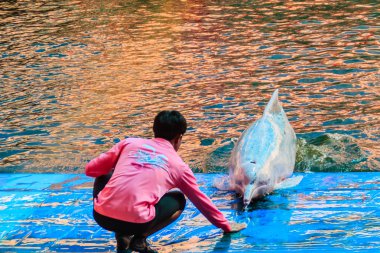 Chanthaburi, Tayland - 5 Mayıs 2015: Eğitmen atlama için yunus öğretiyor ve masaj Oasis Sea World, Chanthaburi, Tayland Tayland fantastik Dolphinarium yüzme havuzunda gösterir.