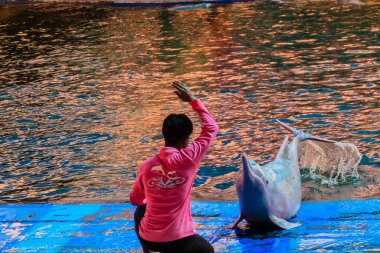 Chanthaburi, Tayland - 5 Mayıs 2015: Eğitmen atlama için yunus öğretiyor ve masaj Oasis Sea World, Chanthaburi, Tayland Tayland fantastik Dolphinarium yüzme havuzunda gösterir.
