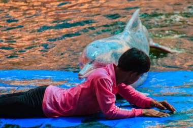 Chanthaburi, Tayland - 5 Mayıs 2015: Eğitmen atlama için yunus öğretiyor ve masaj Oasis Sea World, Chanthaburi, Tayland Tayland fantastik Dolphinarium yüzme havuzunda gösterir.