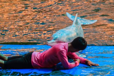 Chanthaburi, Tayland - 5 Mayıs 2015: Eğitmen atlama için yunus öğretiyor ve masaj Oasis Sea World, Chanthaburi, Tayland Tayland fantastik Dolphinarium yüzme havuzunda gösterir.