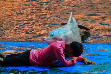 Chanthaburi, Tayland - 5 Mayıs 2015: Eğitmen atlama için yunus öğretiyor ve masaj Oasis Sea World, Chanthaburi, Tayland Tayland fantastik Dolphinarium yüzme havuzunda gösterir.
