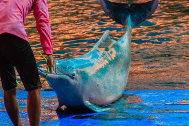 Şirin Hint-Pasifik kambur yunusu Sousa chinensis, ya da pembe yunus veya Çince beyaz yunus hula hoop oynama ve dans gösterileri yüzme havuzunda.