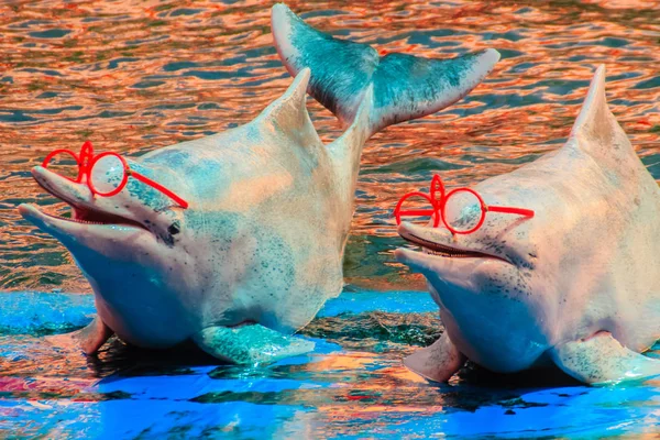 Cute Indo-Pacific humpback dolphin Sousa chinensis ,or Pink dolphin, or Chinese white dolphin is wearing sunglass and dancing shows in the swimming pool.