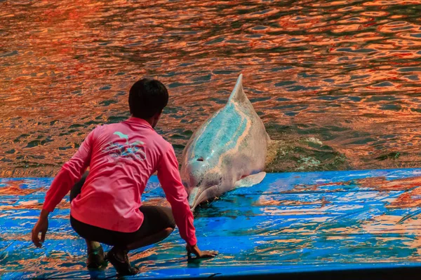 Chanthaburi, Tayland - 5 Mayıs 2015: Oasis Sea World, Chanthaburi, Tayland Tayland fantastik Dolphinarium yüzme havuzunda gösterilerinde atlama yunus eğitmeni öğretiyor.