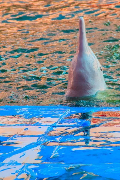 Lindo Delfín Jorobado Del Indo Pacífico Sousa Chinensis Delfín Rosado — Foto de Stock