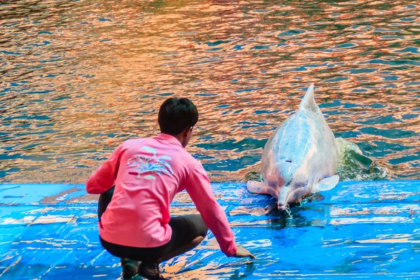 Chantaburi Thailand Mei 2015 Trainer Leert Dolfijn Springen Masseren Vindt — Stockfoto