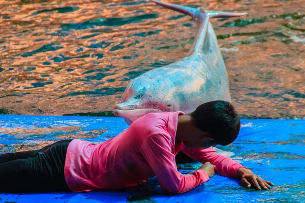 Chantaburi Thailand Mei 2015 Trainer Leert Dolfijn Springen Masseren Vindt — Stockfoto