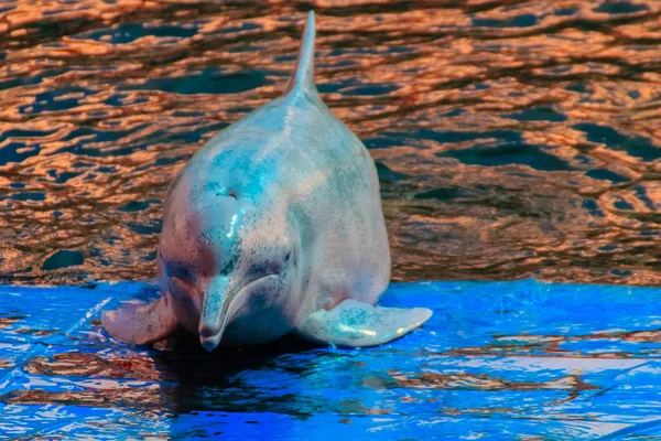 Carino Indo Pacifico Gobba Delfino Sousa Chinensis Delfino Rosa Delfino — Foto Stock