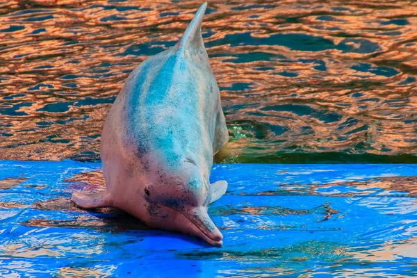 Schattig Indopacifische Bultrug Dolfijn Sousa Chinensis Roze Dolfijn Chinese Witte — Stockfoto