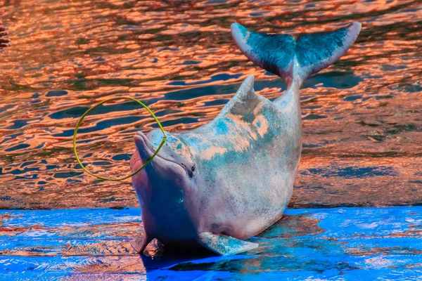 Cute Indo-Pacific humpback dolphin Sousa chinensis ,or Pink dolphin, or Chinese white dolphin is playing hula hoop and dancing shows in the swimming pool.