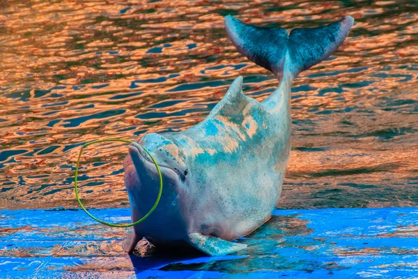 可爱的印度太平洋驼背海豚 或粉红色的海豚 或中国白海豚正在游泳池里玩呼啦圈和舞蹈表演 — 图库照片