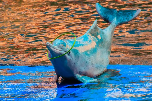 Söt Indo Pacifiska Knölvalar Delfin Sousa Chinensis Eller Rosa Delfin — Stockfoto
