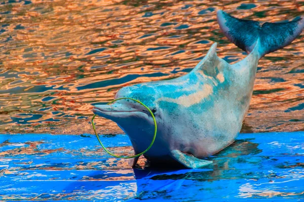 Schattig Indopacifische Bultrug Dolfijn Sousa Chinensis Roze Dolfijn Chinese Witte — Stockfoto