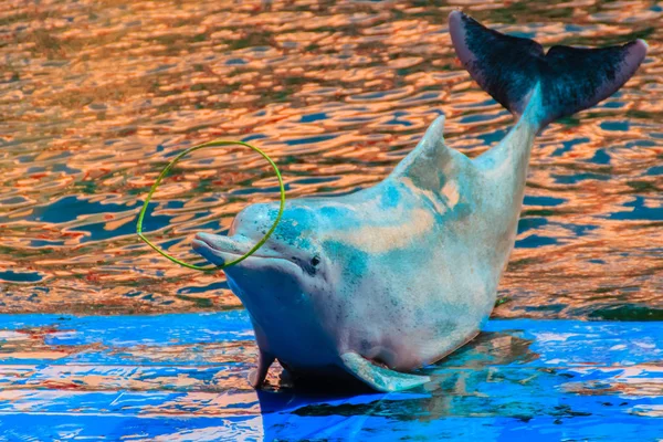 Cute Indo Pacific Humpback Dolphin Sousa Chinensis Pink Dolphin Chinese — Stock Photo, Image