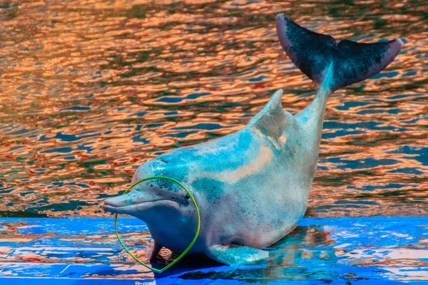 Carino Indo Pacifico Gobba Delfino Sousa Chinensis Delfino Rosa Delfino — Foto Stock