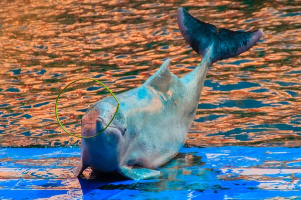 中国白イルカやピンクのイルカ かわいいインド太平洋ウスイロイルカ属 Sousa 成虫はフラフープを再生とスイミング プールでダンスショー — ストック写真