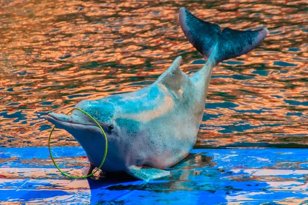 Indo Pacyfiku Garbus Delfin Sousa Chinensis Lub Różowy Delfin Lub — Zdjęcie stockowe