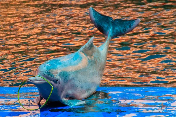 Cute Indo-Pacific humpback dolphin Sousa chinensis ,or Pink dolphin, or Chinese white dolphin is playing hula hoop and dancing shows in the swimming pool.