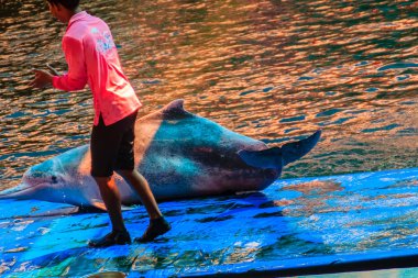 Chanthaburi, Tayland-Mayıs 5, 2015: eğitmen atlama ve Oasis Sea World, Thai fantastik Dolphinarium, Tayland içinde yüzme havuzunda dans gösterileri için yunus öğreterek.