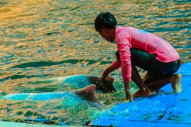 Chanthaburi, Tayland-Mayıs 5, 2015: eğitmen sürme ve Oasis Sea World de yüzme havuzunda gösterileri atlamak için yunus öğretmek, Chanthaburi içinde Thai Fantastic Dolphinarium, Tayland.