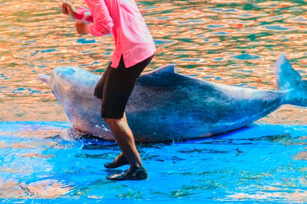 Chanthaburi Thailand May 2015 Trainer Teaching Dolphin Jumping Dancing Shows — Stock Photo, Image