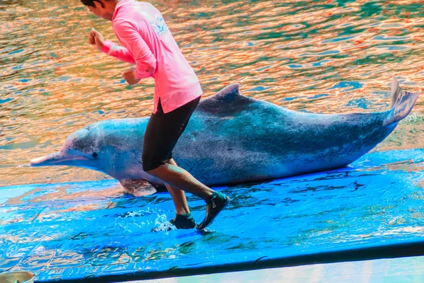 Chanthaburi Tailandia Mayo 2015 Entrenador Está Enseñando Delfín Saltar Bailar —  Fotos de Stock