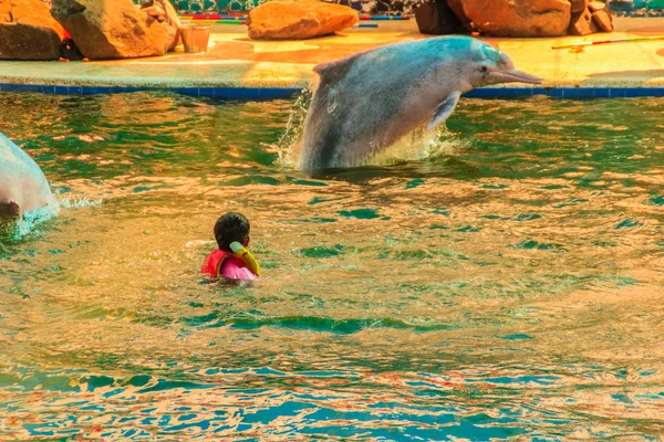 Chanthaburi Thajsko Května 2015 Trenér Jezdí Učí Delfín Skákat Bazénu — Stock fotografie