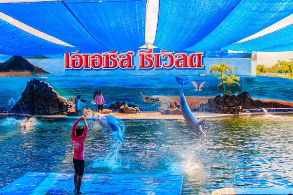 Chanthaburi Tailandia Mayo 2015 Entrenador Está Enseñando Delfín Saltar Espectáculos —  Fotos de Stock