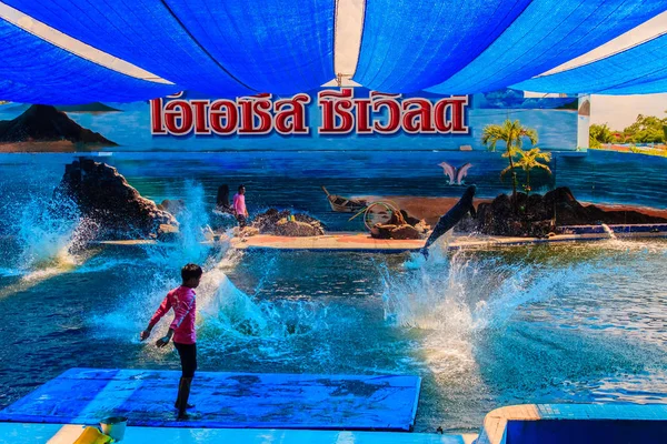 Chanthaburi Tailandia Mayo 2015 Entrenador Está Enseñando Delfín Saltar Espectáculos — Foto de Stock