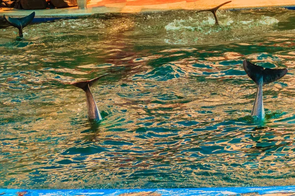 可爱的印度 太平洋驼背海豚 或粉红色的海豚 或中国白海豚是跳和舞蹈表演在游泳池 — 图库照片