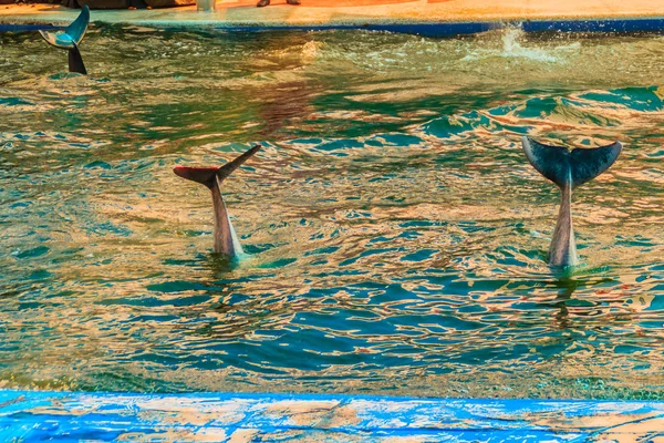 中国白イルカやピンクのイルカ かわいいインド太平洋ウスイロイルカ属 Sousa 成虫はジャンプとスイミング プールでダンスショー — ストック写真