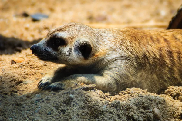 Primo Piano Carino Meerkat Suricata Suricatta Sta Muovendo Dal Suo — Foto Stock