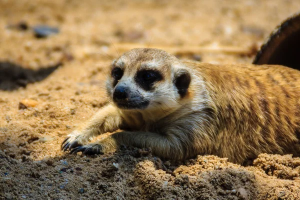 Closeup Bonito Meerkat Suricata Suricatta Está Movendo Para Fora Seu — Fotografia de Stock