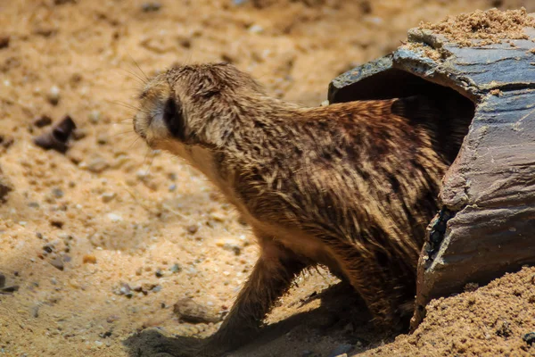 Primo Piano Carino Meerkat Suricata Suricatta Sta Muovendo Dal Suo — Foto Stock