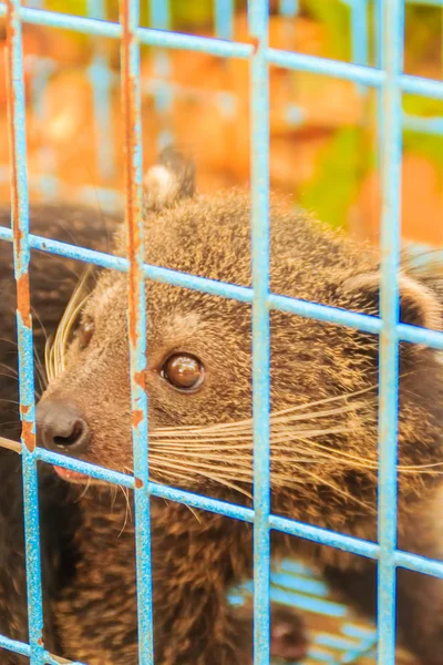 Binturong Arctictis Binturong Известный Медведь Клетке — стоковое фото