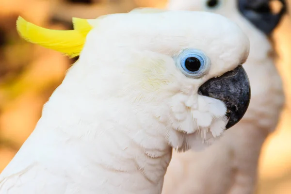 Roztomilý Bílý Kakadu Veřejném Parku — Stock fotografie