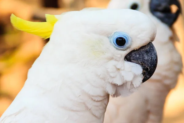 Sevimli Beyaz Kakadu Kamu Parkı — Stok fotoğraf
