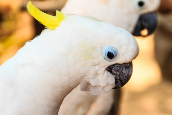 Niedlicher Weißer Kakadu Öffentlichen Park — Stockfoto