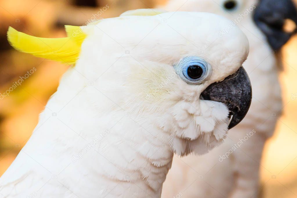 Cute White Cockatoo at the public park