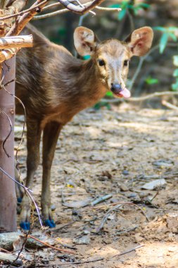 Şirin Cervus eldi veya Siyam Eld'ın geyik (Panolia eldii) thamin veya kaş antlered geyik, olarak da bilinen geyik Güneydoğu Asya'ya yerli bir tehlike altındaki türler olduğunu.