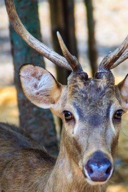 Sevimli domuz geyiği, Cervus porcinus ya da Axis porcinus. Hint domuz geyiği (Axis porcinus) olan habitat anakara Güneydoğu Asya'ya Kuzey Hindistan ile Pakistan arasında küçük bir geyik olduğunu.