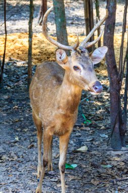 Sevimli domuz geyiği, Cervus porcinus ya da Axis porcinus. Hint domuz geyiği (Axis porcinus) olan habitat anakara Güneydoğu Asya'ya Kuzey Hindistan ile Pakistan arasında küçük bir geyik olduğunu.