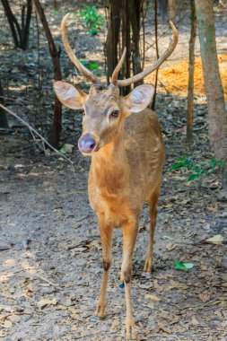 Sevimli domuz geyiği, Cervus porcinus ya da Axis porcinus. Hint domuz geyiği (Axis porcinus) olan habitat anakara Güneydoğu Asya'ya Kuzey Hindistan ile Pakistan arasında küçük bir geyik olduğunu.