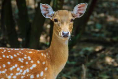 Şirin benekli veya benekli geyik doe (eksen eksen) ormanda.
