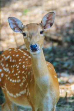 Şirin benekli veya benekli geyik doe (eksen eksen) ormanda.