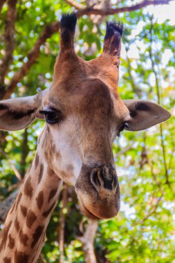 Zürafa kafa (zürafa camelopardis rothschildi) kapatın. Zürafa (zürafa), Afrika hatta parmaklı ungulate memeliler, en yüksek yaşam karasal hayvanlar ve en büyük ruminants cinsidir.